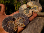 Polished Cleoniceras Ammonite Fossil Pairs x 14 From Tulear, Madagascar - Toprock Gemstones and Minerals 