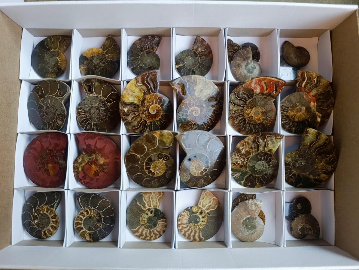Polished Cleoniceras Ammonite Fossil Pairs x 14 From Tulear, Madagascar - Toprock Gemstones and Minerals 