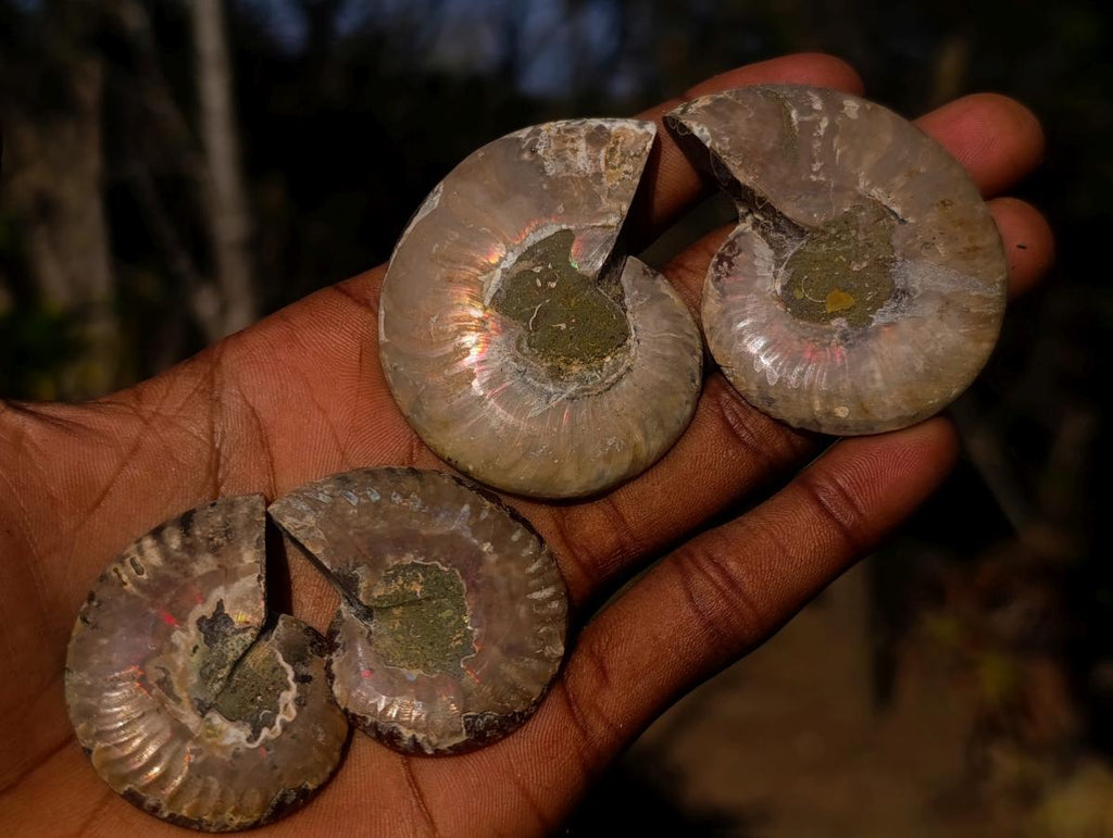 Polished Cleoniceras Ammonite Fossil Pairs x 14 From Tulear, Madagascar - Toprock Gemstones and Minerals 