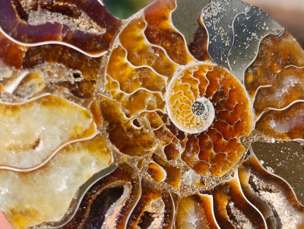 Polished Cleoniceras Ammonite Fossil Pairs x 14 From Tulear, Madagascar - Toprock Gemstones and Minerals 