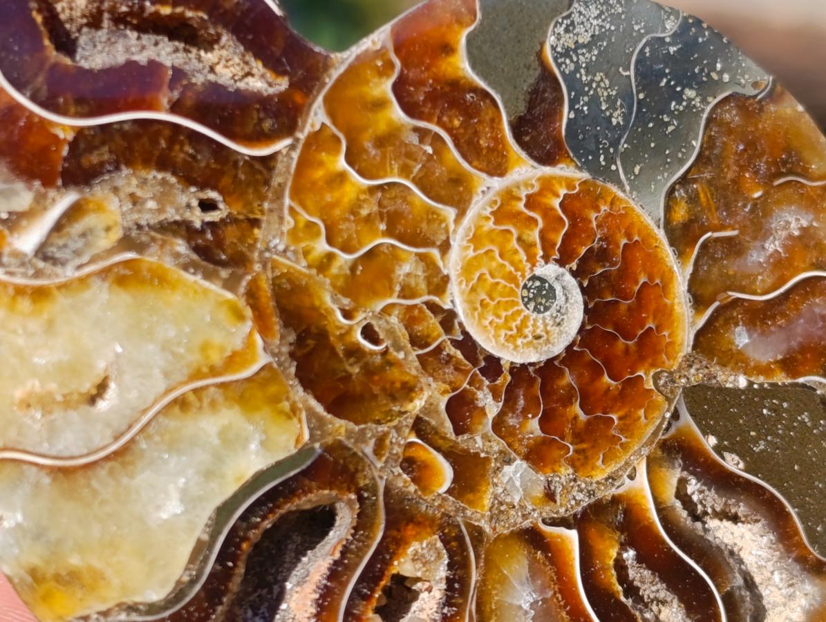 Polished Cleoniceras Ammonite Fossil Pairs x 14 From Tulear, Madagascar - Toprock Gemstones and Minerals 