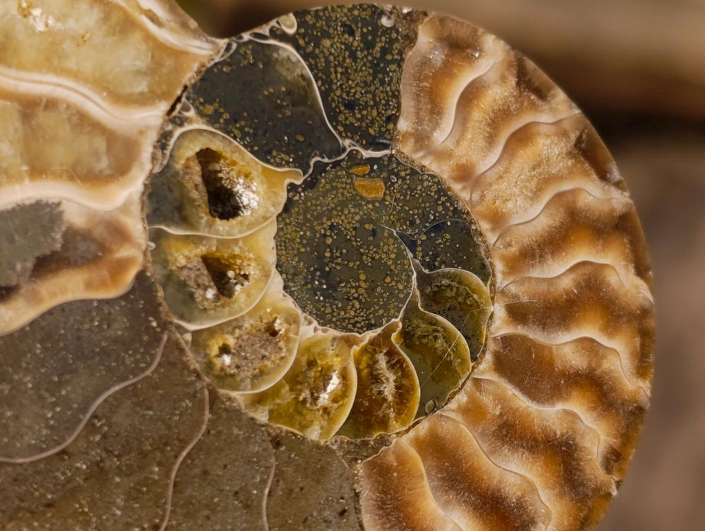 Polished Cleoniceras Ammonite Fossil Pairs x 14 From Tulear, Madagascar - Toprock Gemstones and Minerals 