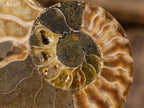 Polished Cleoniceras Ammonite Fossil Pairs x 14 From Tulear, Madagascar - Toprock Gemstones and Minerals 