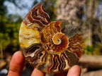 Polished Cleoniceras Ammonite Fossil Pairs x 14 From Tulear, Madagascar - Toprock Gemstones and Minerals 