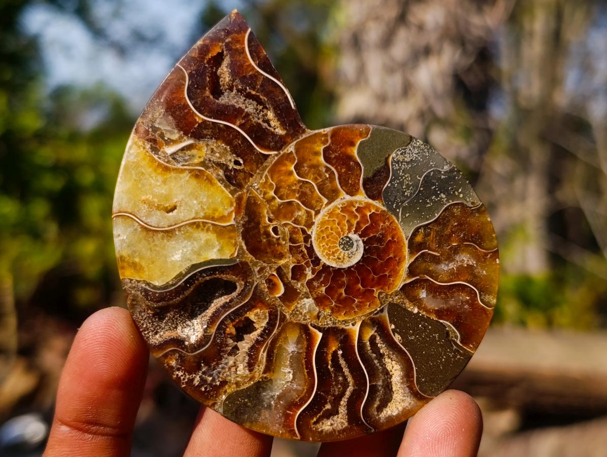 Polished Cleoniceras Ammonite Fossil Pairs x 14 From Tulear, Madagascar - Toprock Gemstones and Minerals 