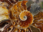 Polished Cleoniceras Ammonite Fossil Pairs x 14 From Tulear, Madagascar - Toprock Gemstones and Minerals 