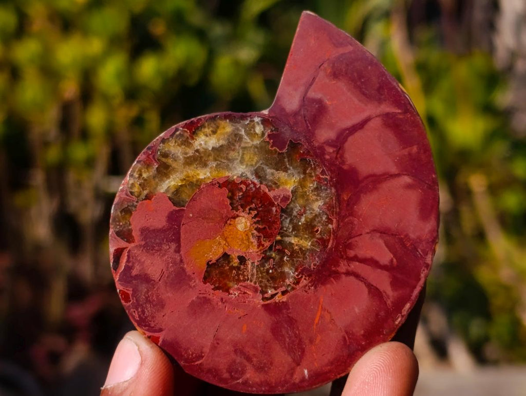 Polished Cleoniceras Ammonite Fossil Pairs x 14 From Tulear, Madagascar - Toprock Gemstones and Minerals 