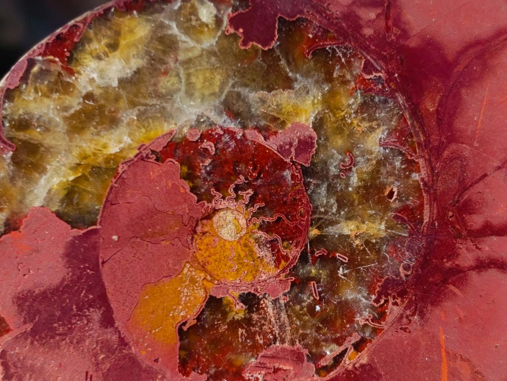 Polished Cleoniceras Ammonite Fossil Pairs x 14 From Tulear, Madagascar - Toprock Gemstones and Minerals 
