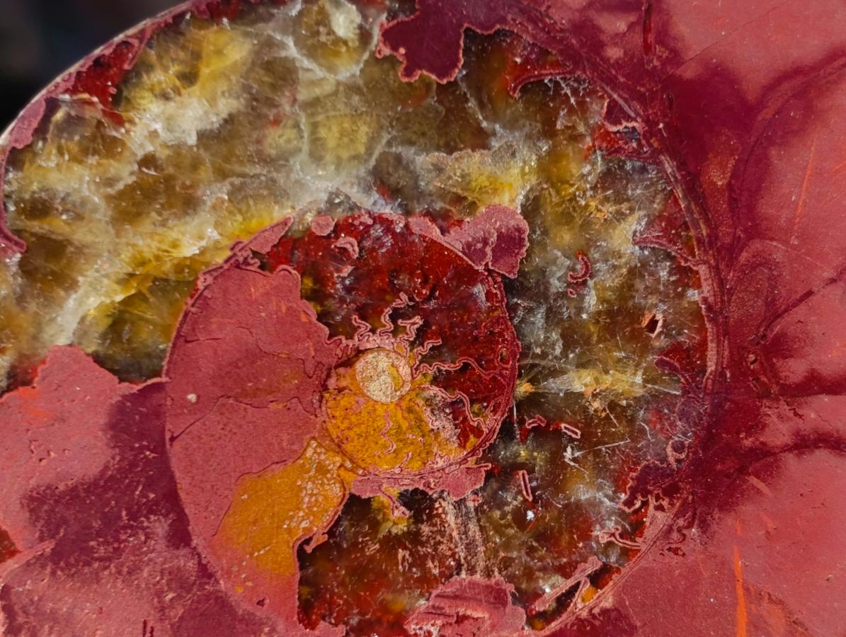 Polished Cleoniceras Ammonite Fossil Pairs x 14 From Tulear, Madagascar - Toprock Gemstones and Minerals 