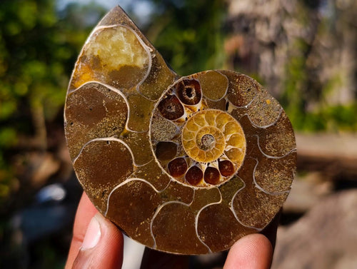 Polished Cleoniceras Ammonite Fossil Pairs x 14 From Tulear, Madagascar - Toprock Gemstones and Minerals 