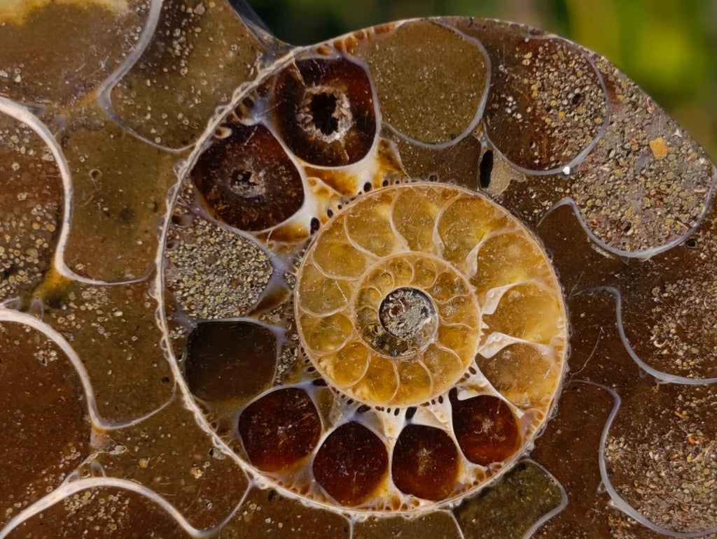 Polished Cleoniceras Ammonite Fossil Pairs x 14 From Tulear, Madagascar - Toprock Gemstones and Minerals 