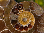 Polished Cleoniceras Ammonite Fossil Pairs x 14 From Tulear, Madagascar - Toprock Gemstones and Minerals 