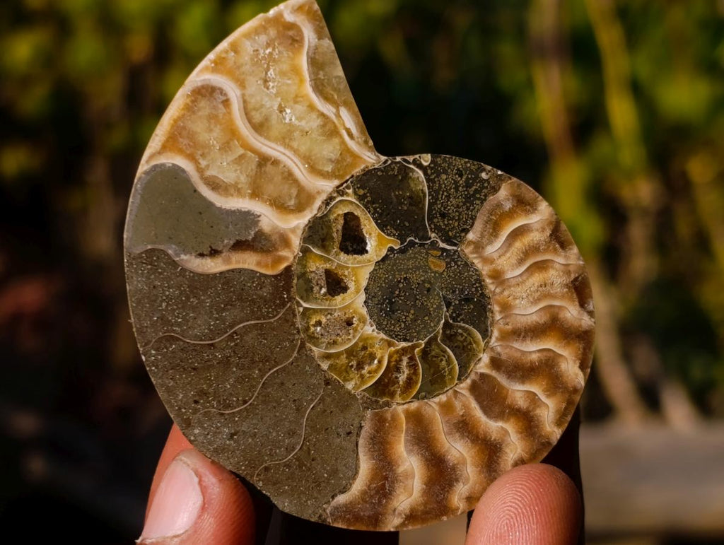 Polished Cleoniceras Ammonite Fossil Pairs x 14 From Tulear, Madagascar - Toprock Gemstones and Minerals 