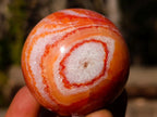 Polished Small Carnelian Agate Gemstone Spheres x 12 From Madagascar - Toprock Gemstones and Minerals 