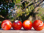 Polished Small Carnelian Agate Gemstone Spheres x 12 From Madagascar - Toprock Gemstones and Minerals 