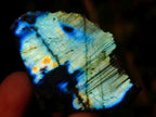 Polished One Side Labradorite Slices x 70 From Madagascar - Toprock Gemstones and Minerals 