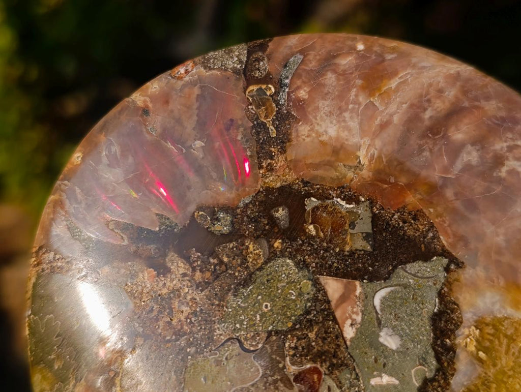 Polished Cleoniceras Ammonite Fossil Pairs x 2 From Tulear, Madagascar - Toprock Gemstones and Minerals 