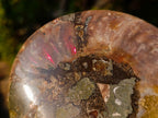 Polished Cleoniceras Ammonite Fossil Pairs x 2 From Tulear, Madagascar - Toprock Gemstones and Minerals 