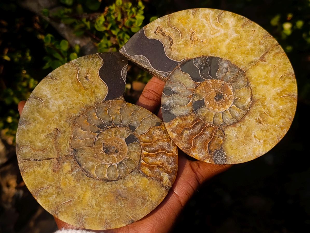 Polished Cleoniceras Ammonite Fossil Pairs x 2 From Tulear, Madagascar - Toprock Gemstones and Minerals 