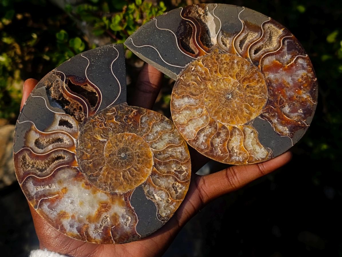 Polished Cleoniceras Ammonite Fossil Pairs x 2 From Tulear, Madagascar - Toprock Gemstones and Minerals 
