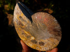 Polished Cleoniceras Ammonite Fossil Pairs x 2 From Tulear, Madagascar - Toprock Gemstones and Minerals 