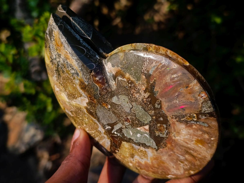 Polished Cleoniceras Ammonite Fossil Pairs x 2 From Tulear, Madagascar - Toprock Gemstones and Minerals 