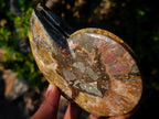 Polished Cleoniceras Ammonite Fossil Pairs x 2 From Tulear, Madagascar - Toprock Gemstones and Minerals 