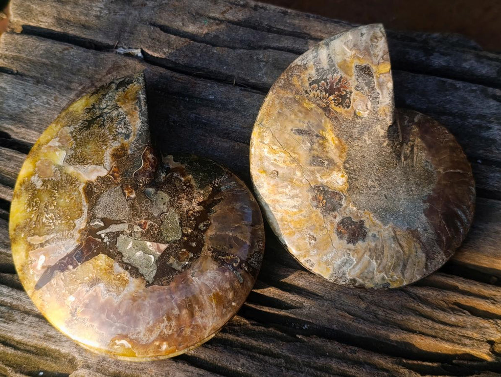 Polished Cleoniceras Ammonite Fossil Pairs x 2 From Tulear, Madagascar - Toprock Gemstones and Minerals 