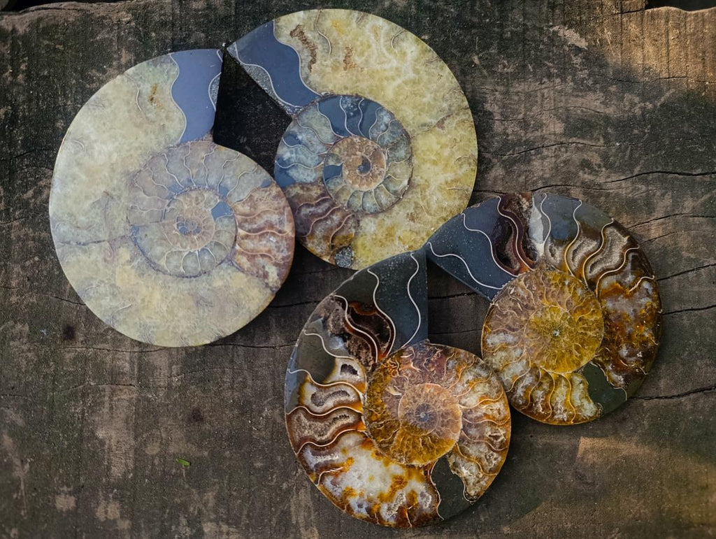Polished Cleoniceras Ammonite Fossil Pairs x 2 From Tulear, Madagascar - Toprock Gemstones and Minerals 