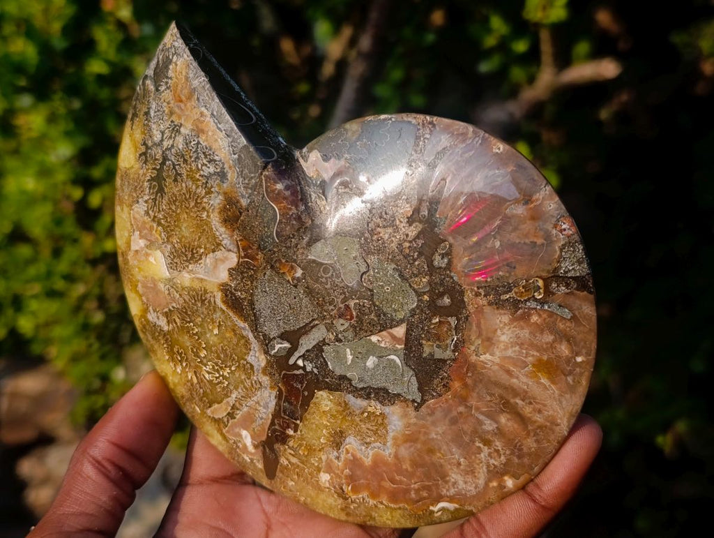 Polished Cleoniceras Ammonite Fossil Pairs x 2 From Tulear, Madagascar - Toprock Gemstones and Minerals 