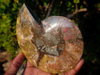 Polished Cleoniceras Ammonite Fossil Pairs x 2 From Tulear, Madagascar - Toprock Gemstones and Minerals 
