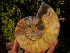 Polished Cleoniceras Ammonite Fossil Pairs x 2 From Tulear, Madagascar - Toprock Gemstones and Minerals 