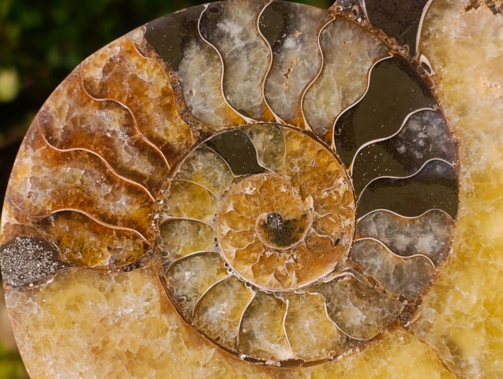 Polished Cleoniceras Ammonite Fossil Pairs x 2 From Tulear, Madagascar - Toprock Gemstones and Minerals 