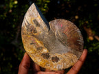 Polished Cleoniceras Ammonite Fossil Pairs x 2 From Tulear, Madagascar - Toprock Gemstones and Minerals 