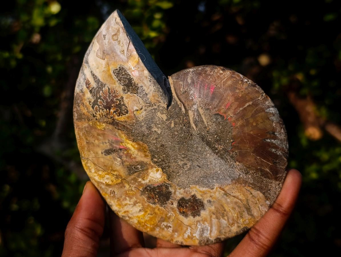 Polished Cleoniceras Ammonite Fossil Pairs x 2 From Tulear, Madagascar - Toprock Gemstones and Minerals 