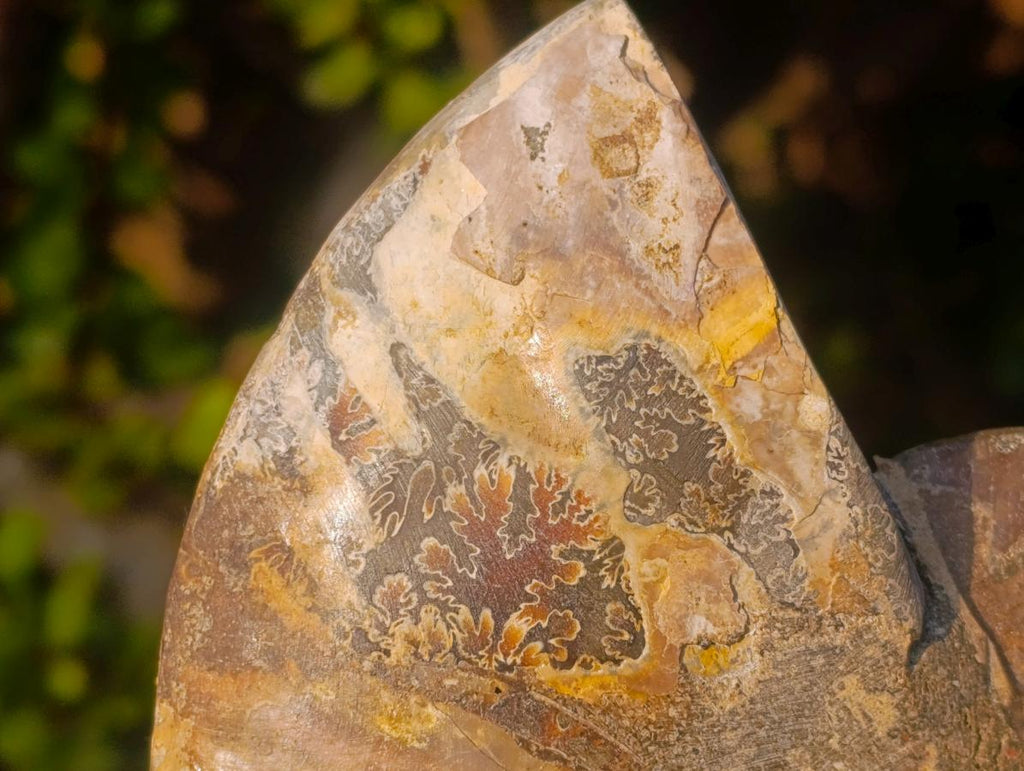 Polished Cleoniceras Ammonite Fossil Pairs x 2 From Tulear, Madagascar - Toprock Gemstones and Minerals 