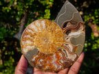 Polished Cleoniceras Ammonite Fossil Pairs x 2 From Tulear, Madagascar - Toprock Gemstones and Minerals 