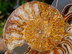 Polished Cleoniceras Ammonite Fossil Pairs x 2 From Tulear, Madagascar - Toprock Gemstones and Minerals 