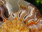 Polished Cleoniceras Ammonite Fossil Pairs x 2 From Tulear, Madagascar - Toprock Gemstones and Minerals 