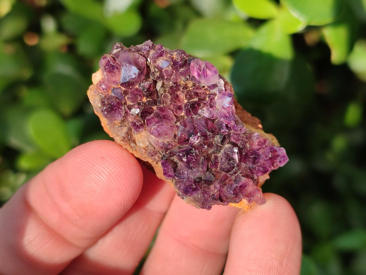 Natural Small Dark Purple Amethyst Crystal Plates x 35 From Boekenhouthoek, South Africa - Toprock Gemstones and Minerals 