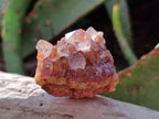 Natural Small Dark Purple Amethyst Crystal Plates x 35 From Boekenhouthoek, South Africa - Toprock Gemstones and Minerals 