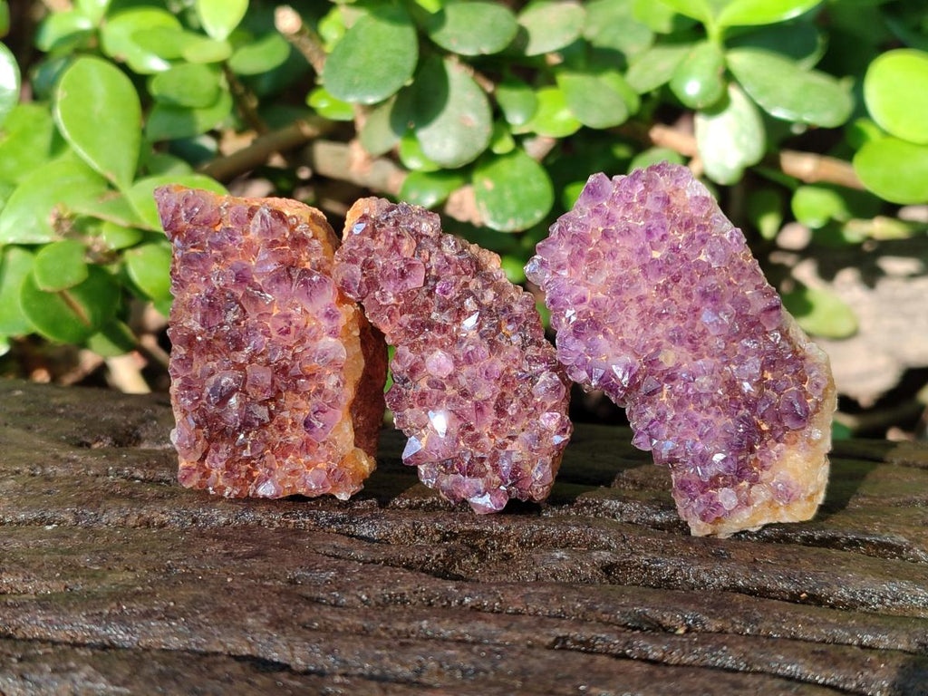 Natural Small Dark Purple Amethyst Crystal Plates x 35 From Boekenhouthoek, South Africa - Toprock Gemstones and Minerals 