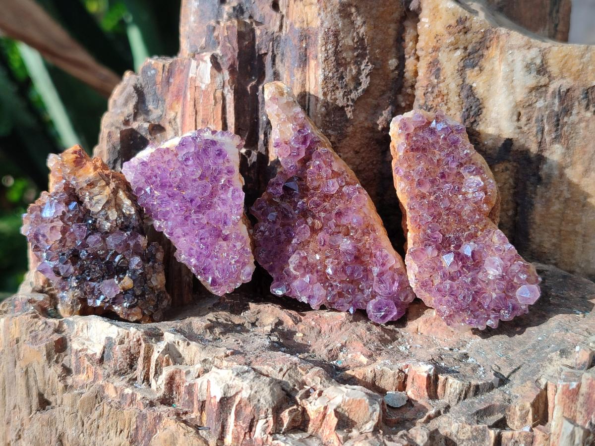 Natural Small Dark Purple Amethyst Crystal Plates x 35 From Boekenhouthoek, South Africa - Toprock Gemstones and Minerals 
