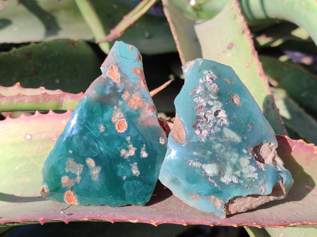 Polished One Side Mtorolite Chrysoprase Slices x 24 From Mutorashanga, Zimbabwe