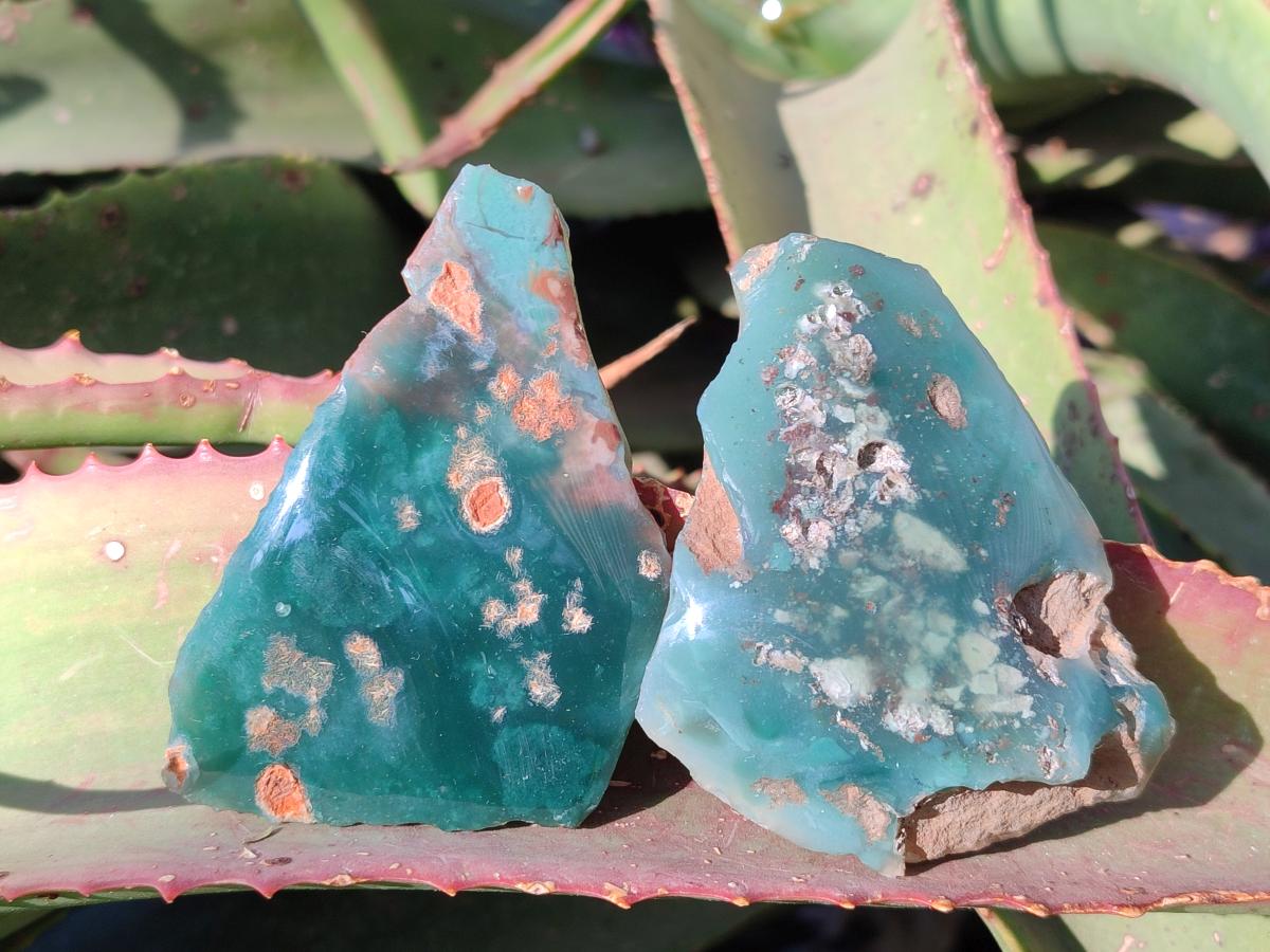 Polished One Side Mtorolite Chrysoprase Slices x 24 From Mutorashanga, Zimbabwe