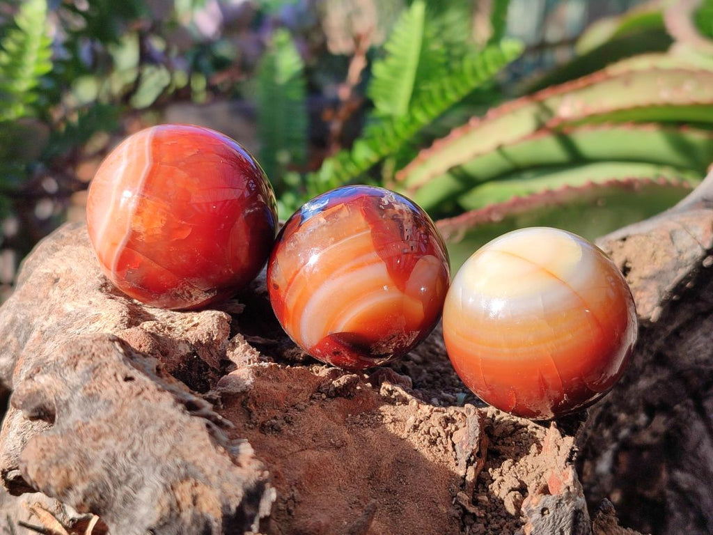 Polished Carnelian Agate Gemstone Spheres x 24 From Madagascar