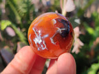 Polished Carnelian Agate Gemstone Spheres x 24 From Madagascar