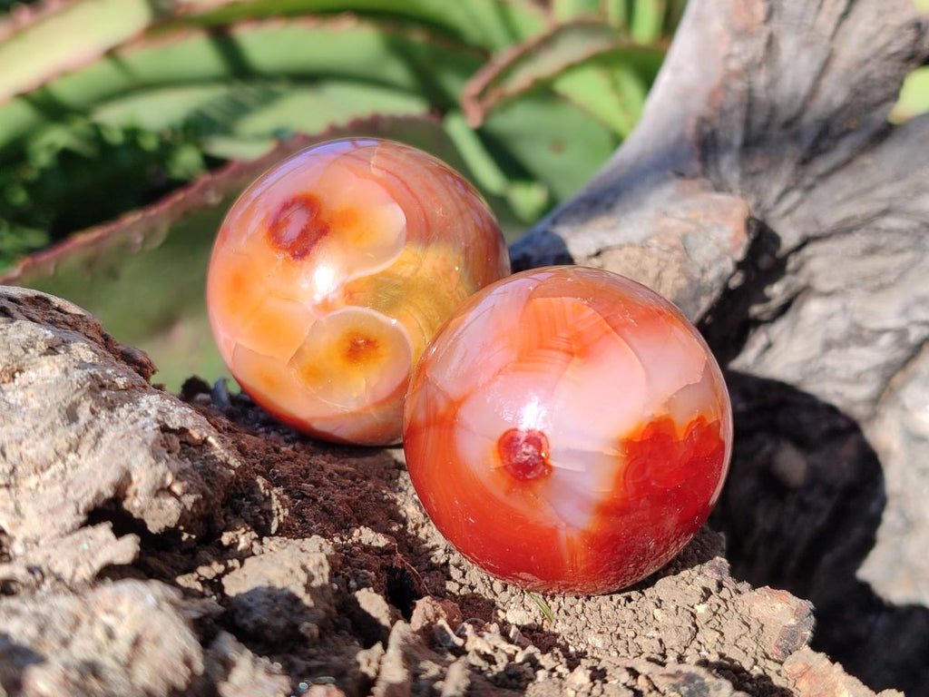Polished Carnelian Agate Gemstone Spheres x 24 From Madagascar