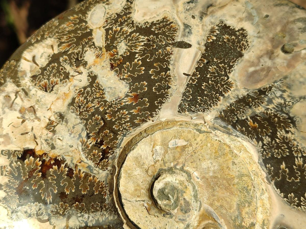 Polished Large Red Ammolite Cleoniceras Opalized Ammonite Fossil x 1 From Tulear, Madagascar