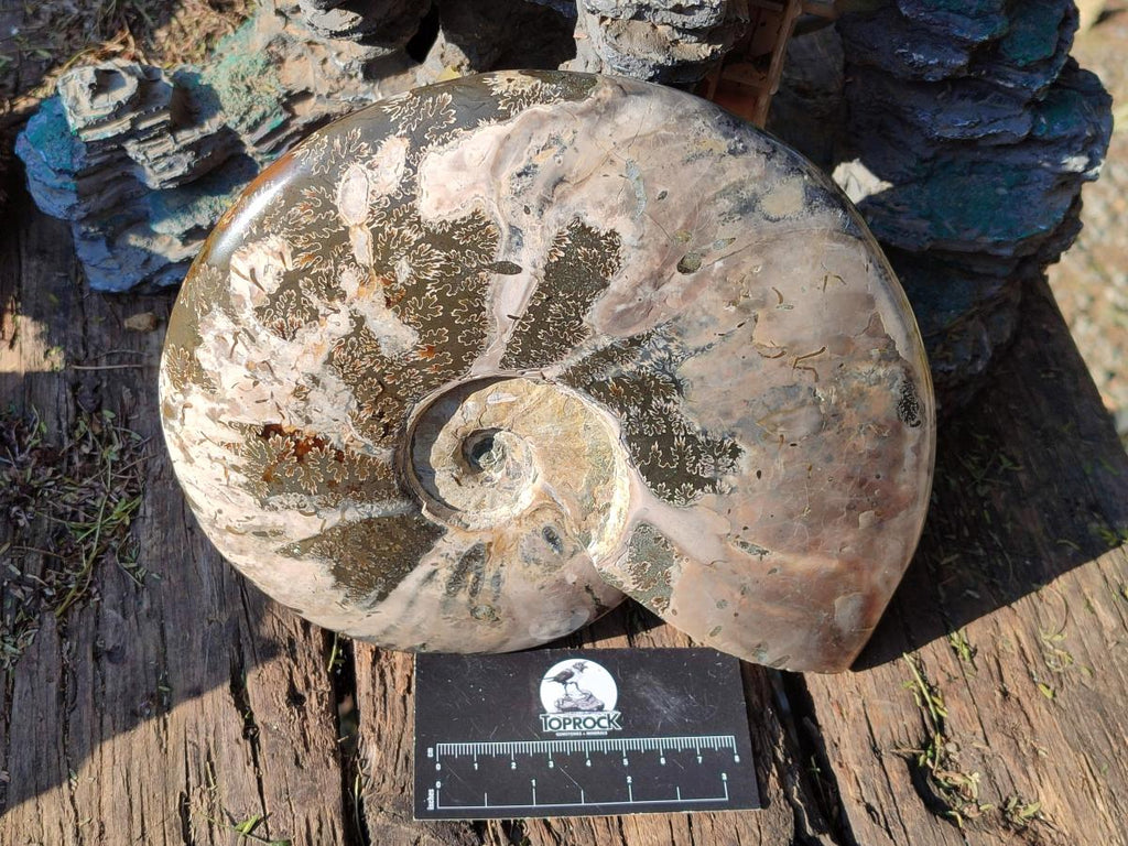 Polished Large Red Ammolite Cleoniceras Opalized Ammonite Fossil x 1 From Tulear, Madagascar